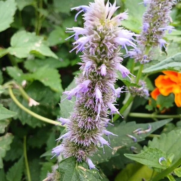 Agastache foeniculum Квітка