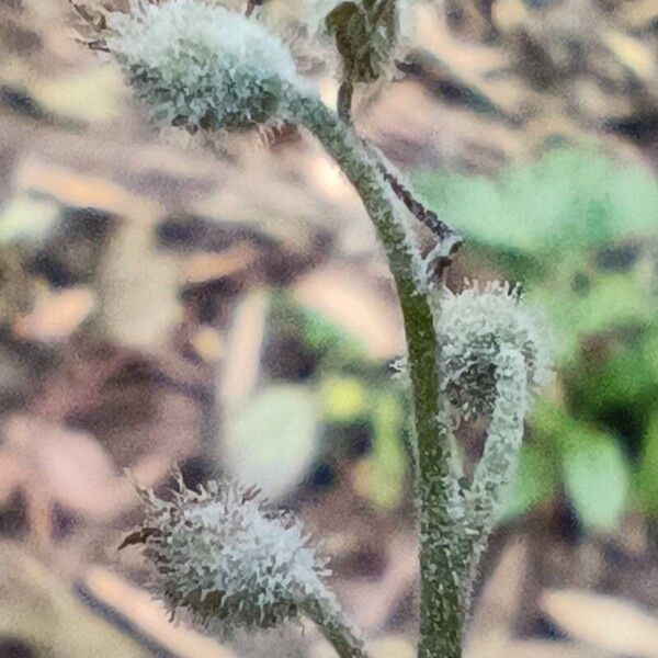 Myosotis latifolia Fruit