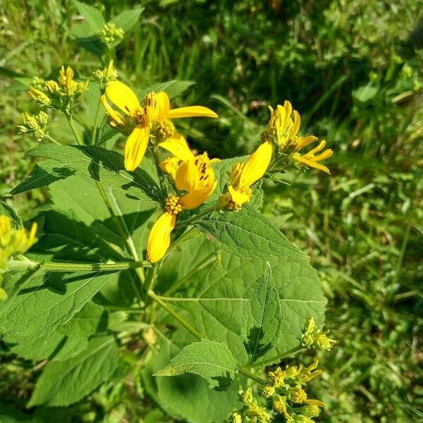 Verbesina occidentalis Flower