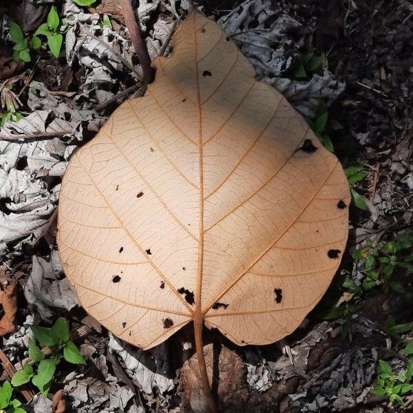 Ochroma pyramidale Leaf