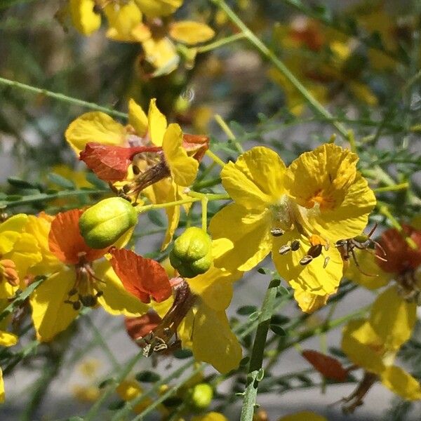 Parkinsonia aculeata Arall