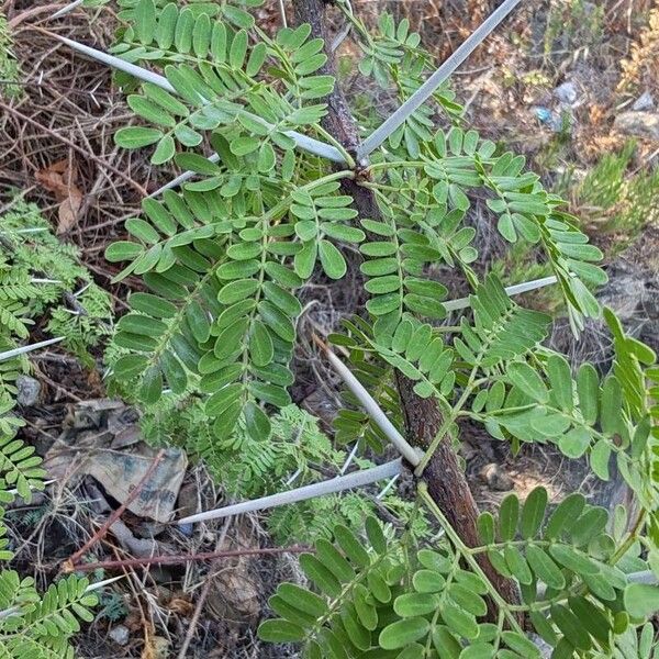 Vachellia farnesiana 葉