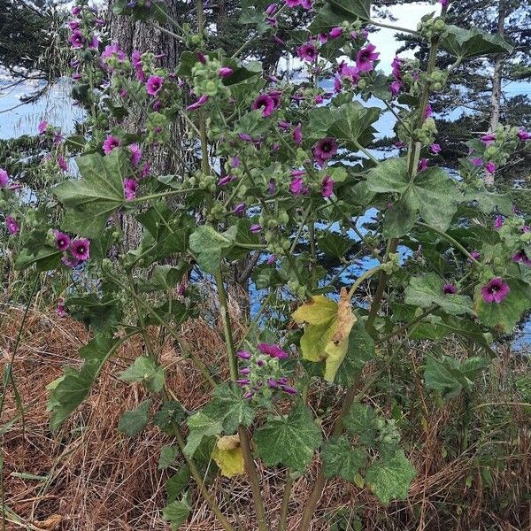 Malva arborea Flor