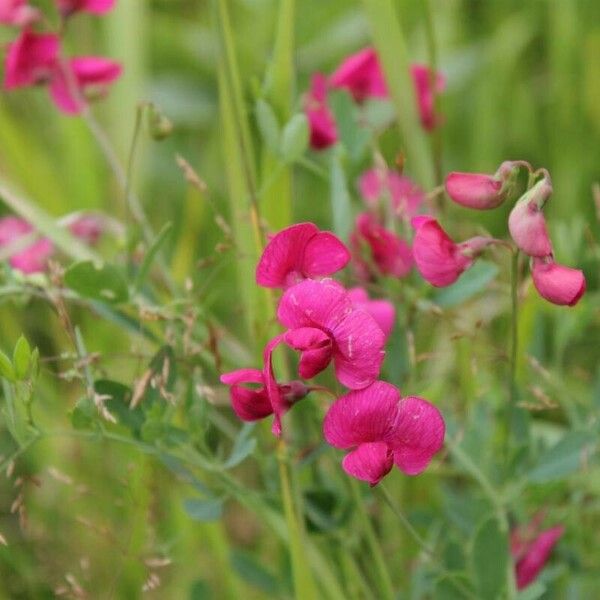 Lathyrus tuberosus Кветка