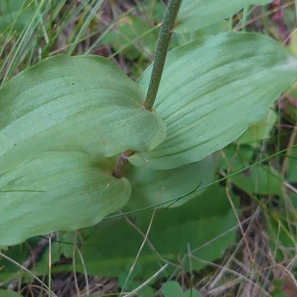 Epipactis atrorubens Leaf