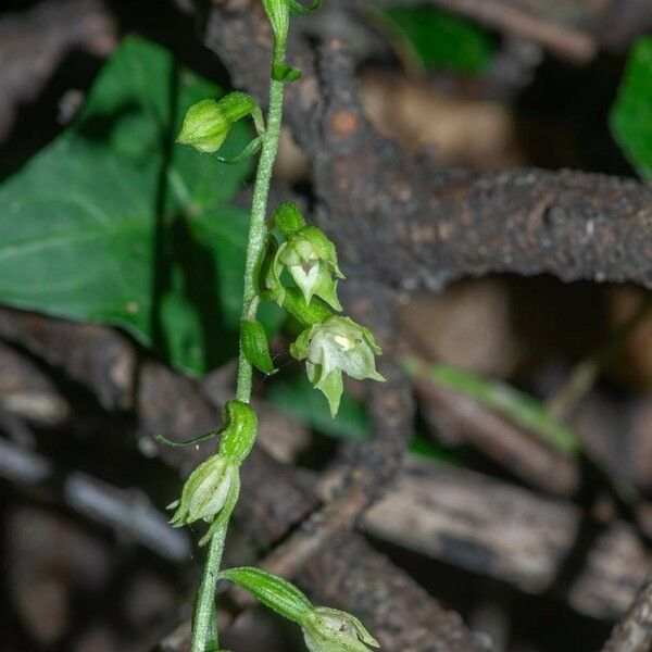 Epipactis albensis Blomma