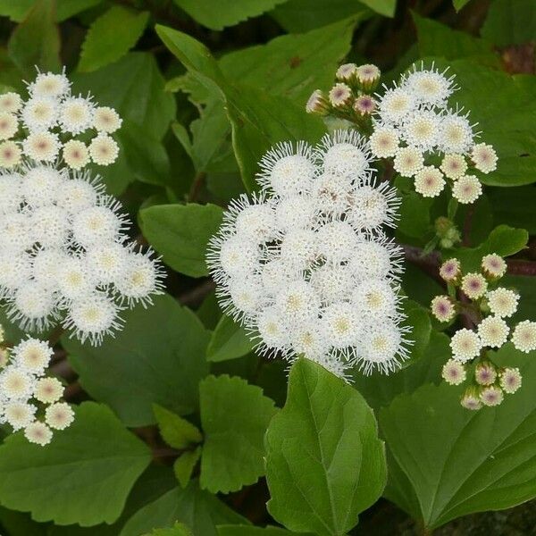 Ageratina adenophora Flower