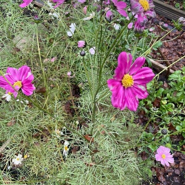 Cosmos bipinnatus Yeri