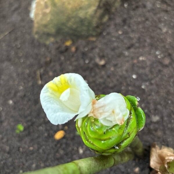 Costus dubius Fleur