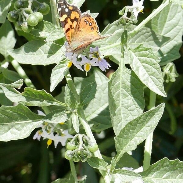 Solanum douglasii Цветок