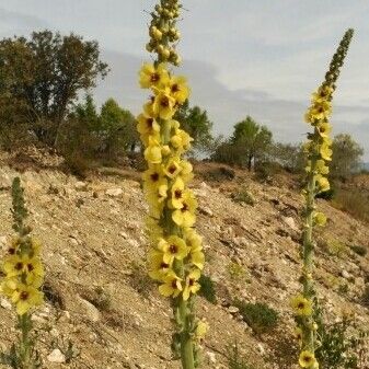 Verbascum boerhavii Pokrój