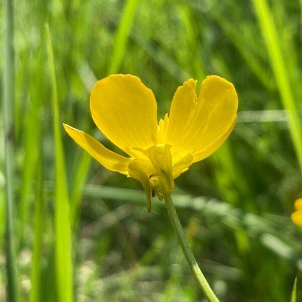 Ranunculus velutinus Flor