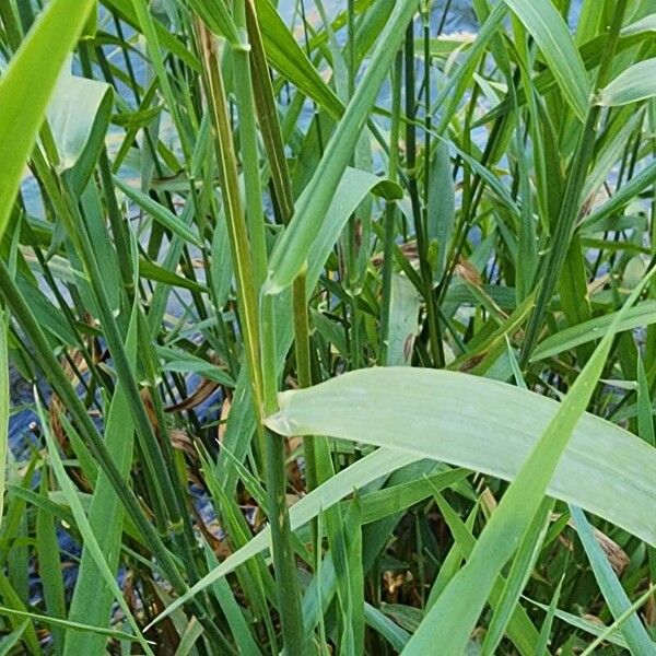 Phalaris arundinacea Kůra