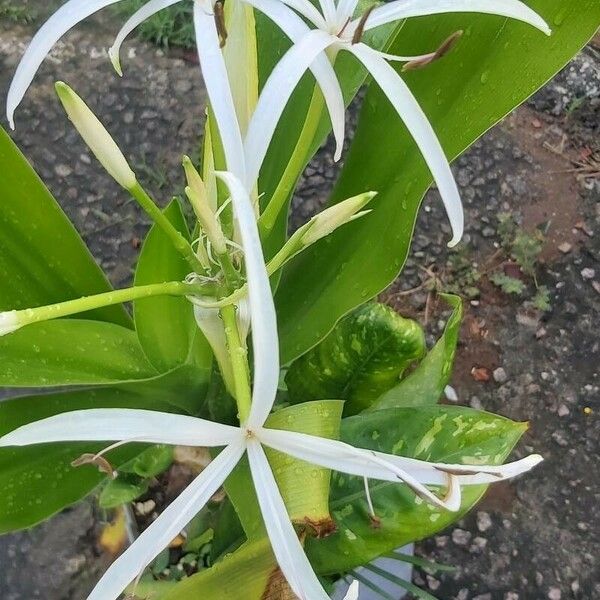 Crinum asiaticum Virág