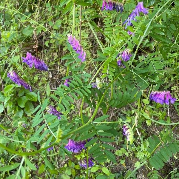 Vicia villosa पत्ता