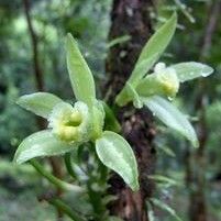 Vanilla planifolia Floare