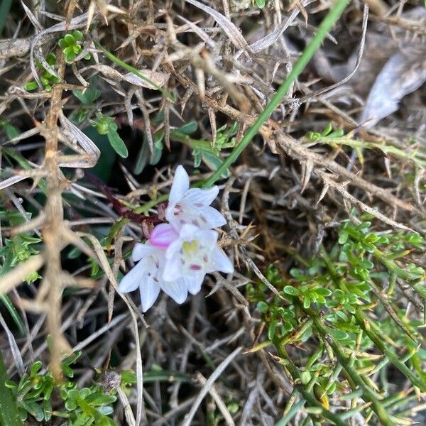 Brimeura fastigiata 花