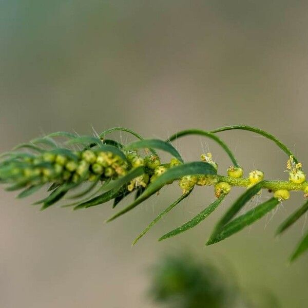 Artemisia biennis 花