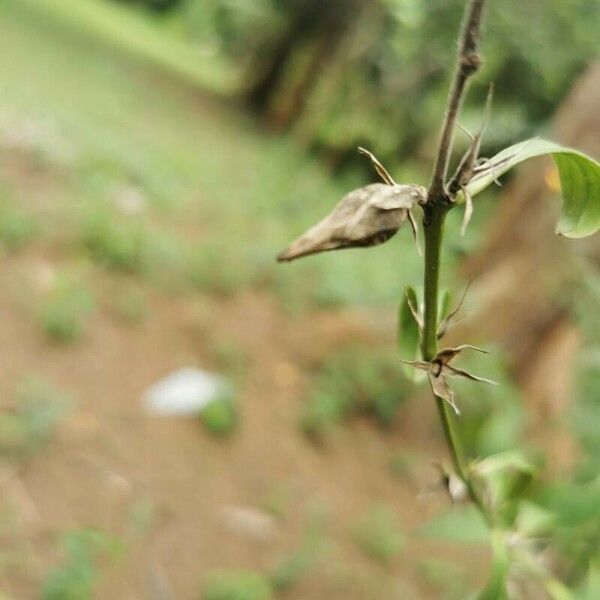 Barleria prionitis Plod