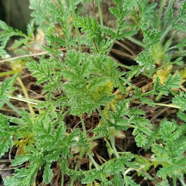 Erodium glandulosum Лист