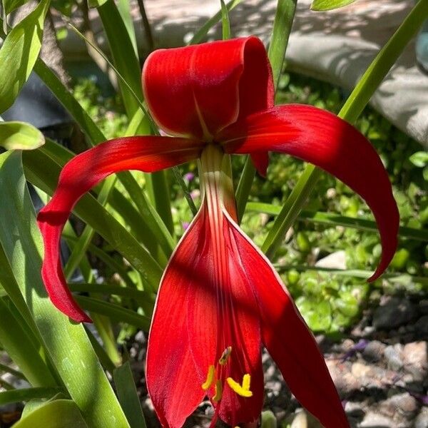 Sprekelia formosissima Flower