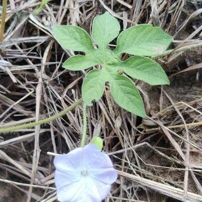 Ipomoea pes-tigridis Flower