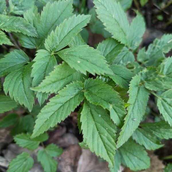 Aegopodium podagraria Leaf