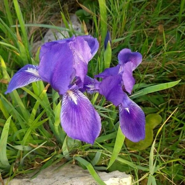 Iris sibirica Flower