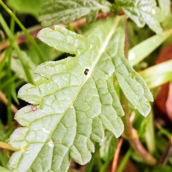 Verbena officinalis Folha