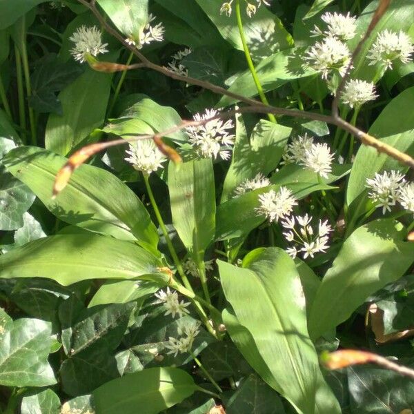 Allium ursinum Leaf