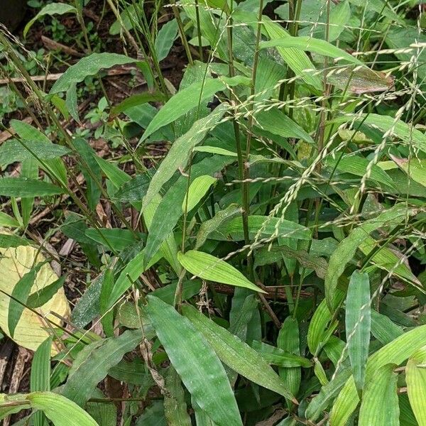 Centotheca lappacea Blad