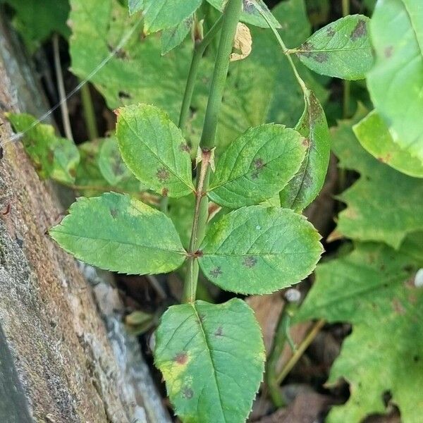 Rosa sempervirens Blad