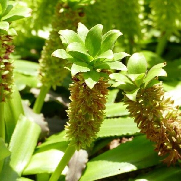 Eucomis autumnalis 花