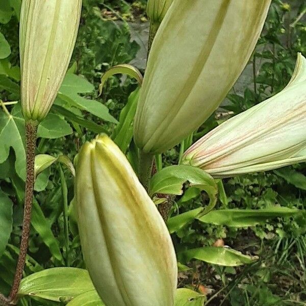 Lilium candidum Blomma