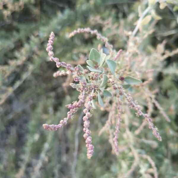 Atriplex halimus Flor