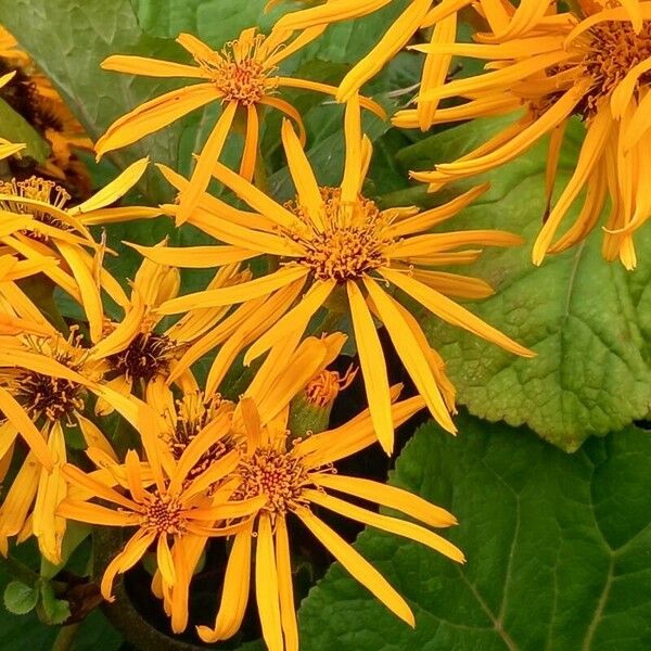 Ligularia dentata Flower