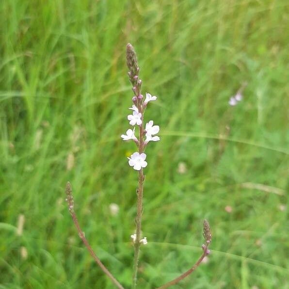 Verbena officinalis Virág