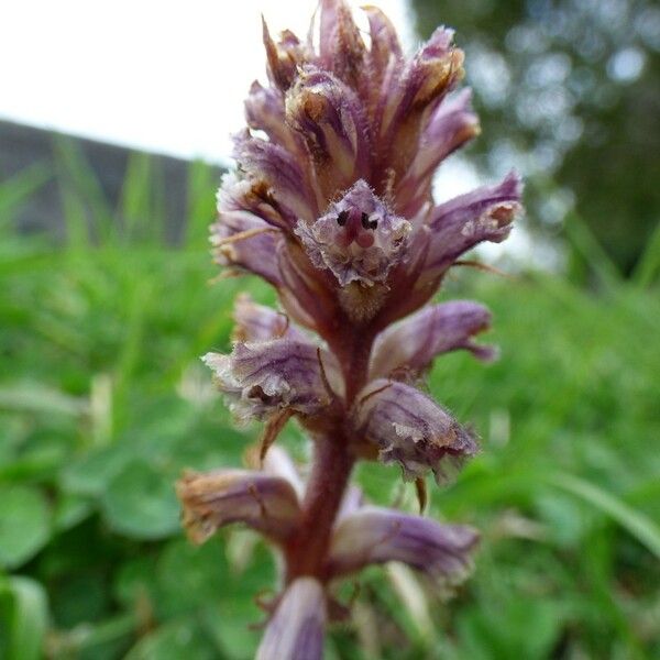 Orobanche minor Virág