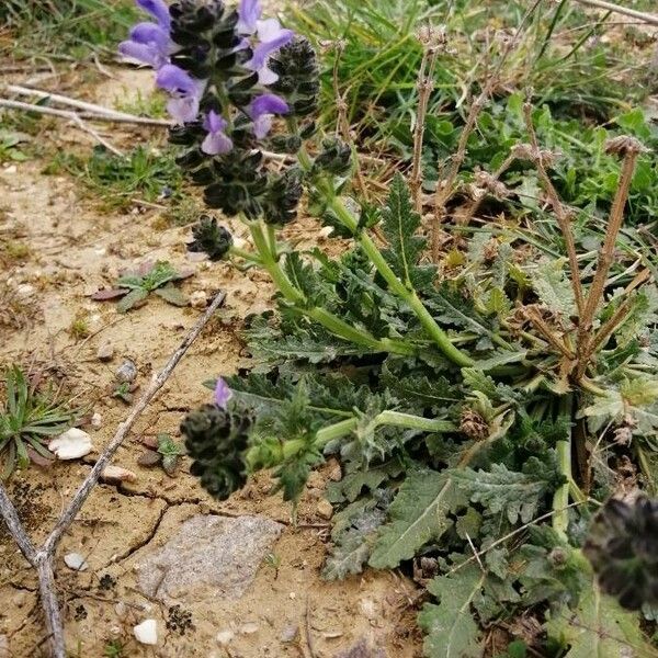 Salvia verbenaca Habitus