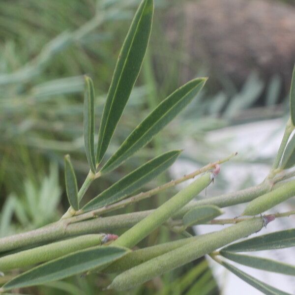 Indigofera lespedezioides Folha