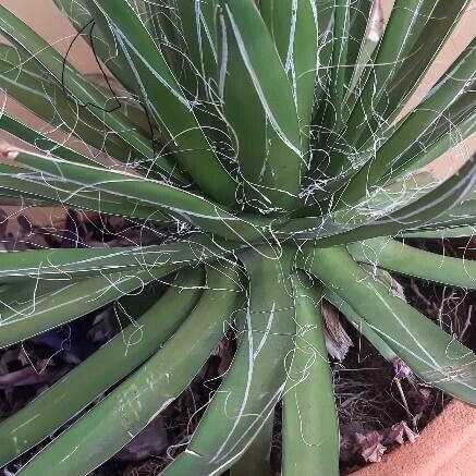 Agave filifera ᱛᱟᱦᱮᱸ