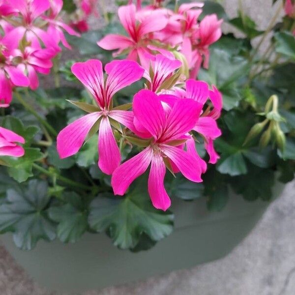 Pelargonium peltatum Floare