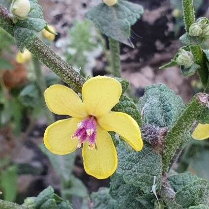 Verbascum sinuatum 花