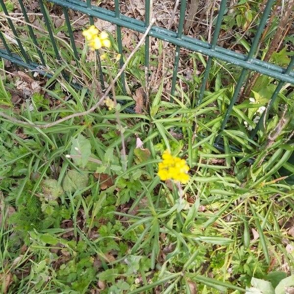 Erysimum virgatum Flower