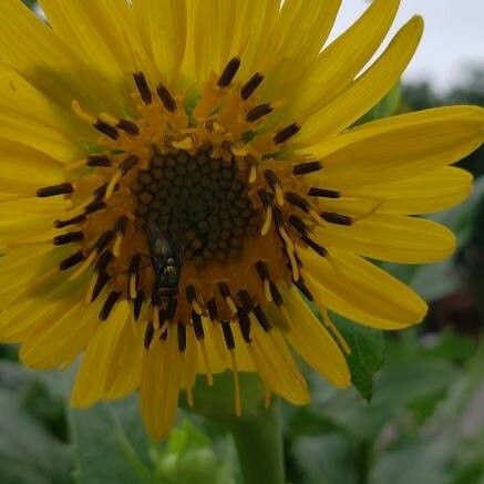 Helianthus mollis Flors