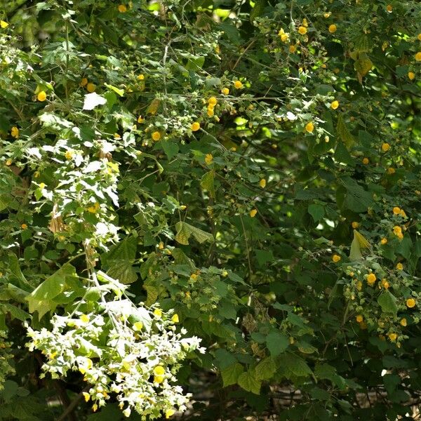 Abutilon grandifolium عادت