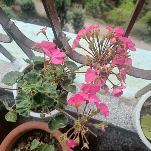 Pelargonium zonale फूल