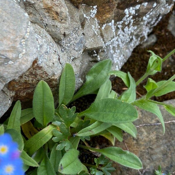 Myosotis alpestris Leht