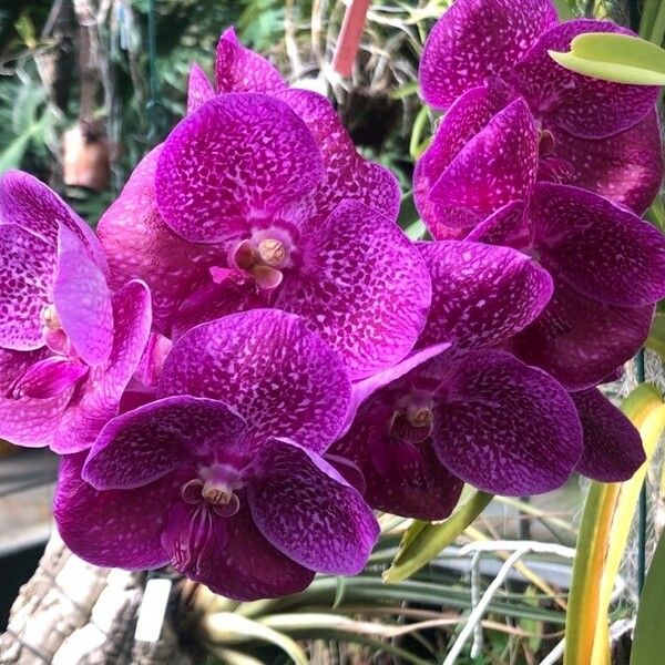 Vanda coerulescens Blomma