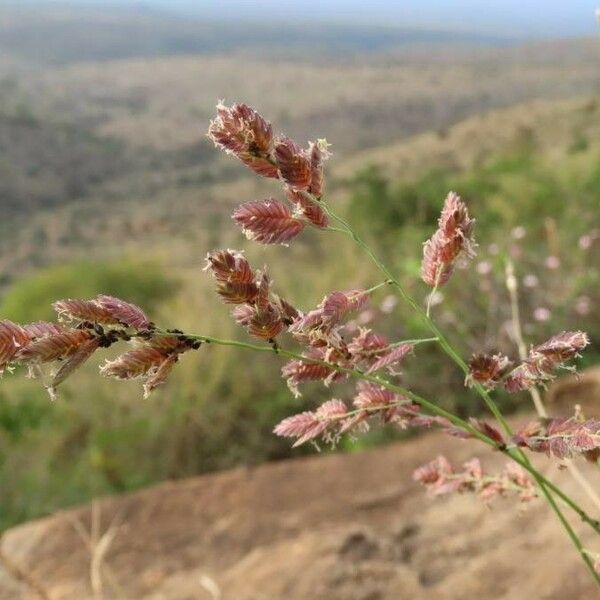 Eragrostis superba Lorea